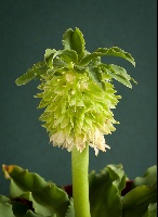 Eucomis autumnalis amaridifolium